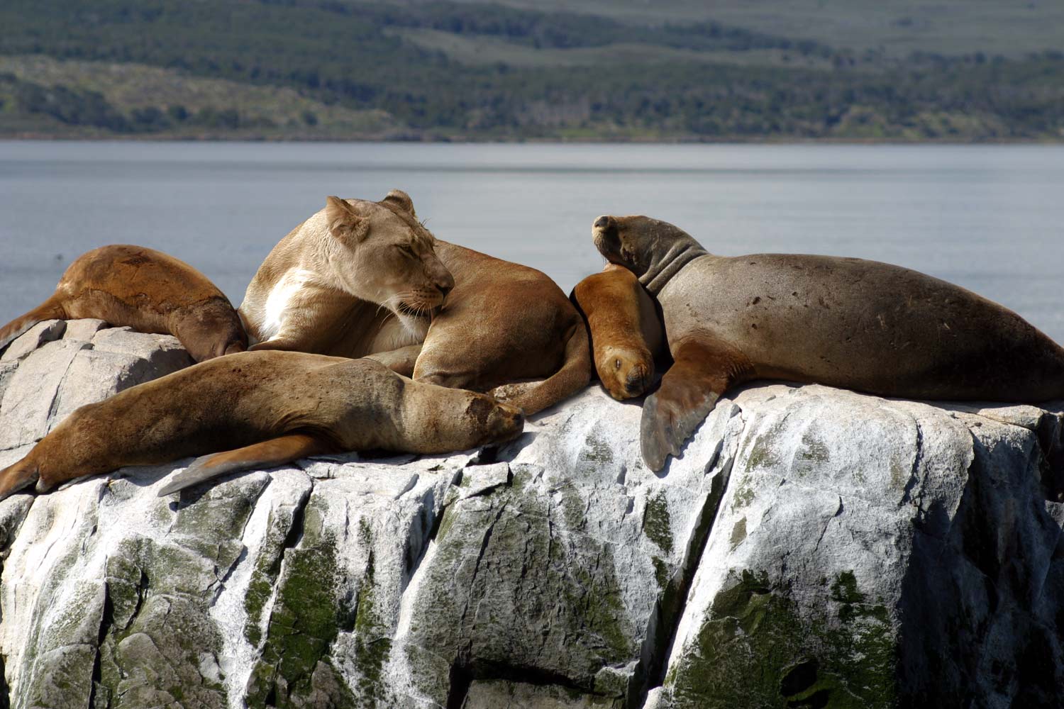 Photoshop Design by JonnyG321 for DesignCrowd (Community Contests) | Design #9088077