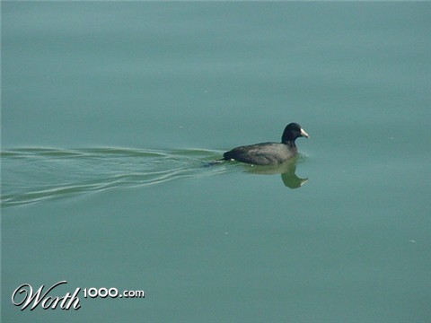 Photography by tweetybirdfan222