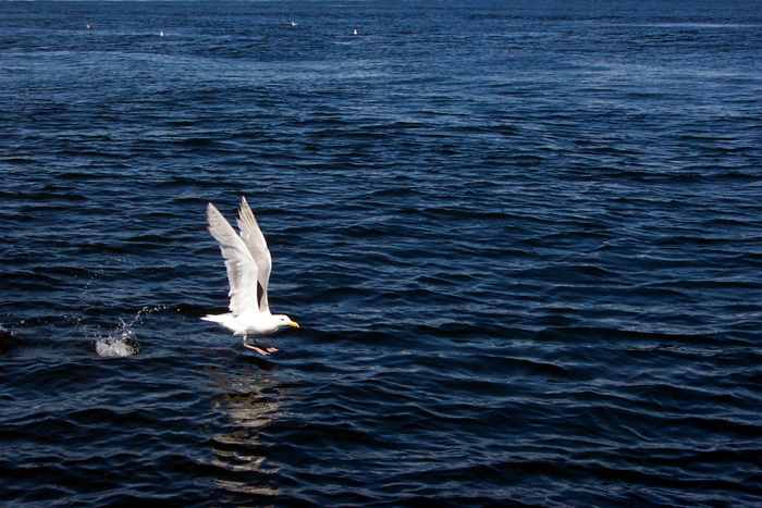 Photography by Mirado for DesignCrowd (Community Contests) | Design #9089269