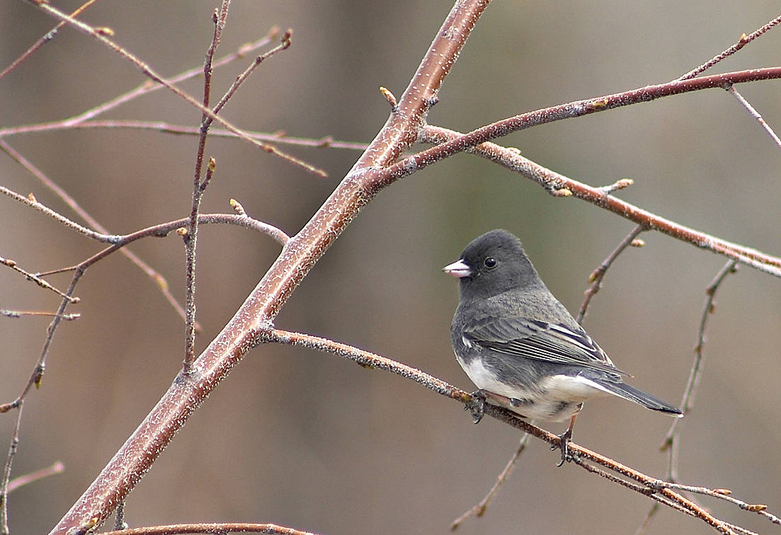 Photography by borbor for DesignCrowd (Community Contests) | Design #9089249