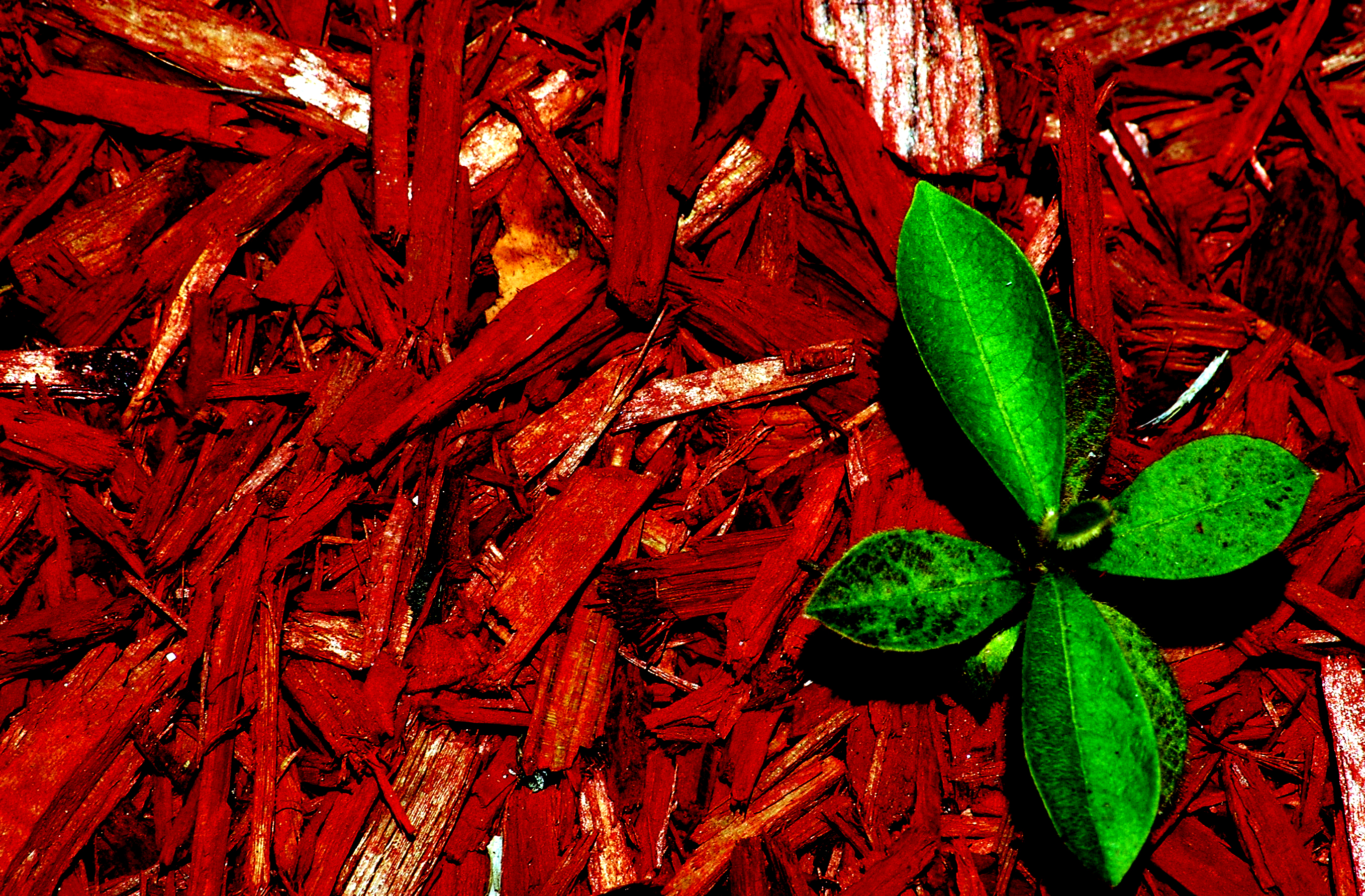 Photography by Ronbrandt for DesignCrowd (Community Contests) | Design #9089527