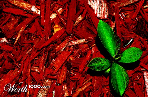 Photography by Ronbrandt