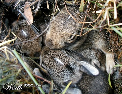 Photography by whitegold