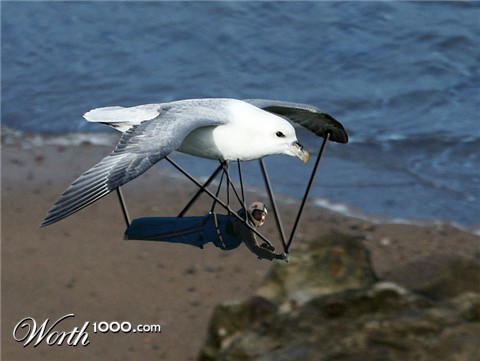 Photoshop Design by 9bluedragons