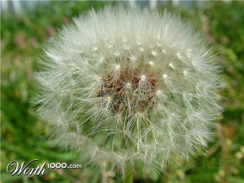 Photography by poohbug