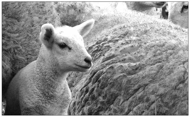 Fotografie von KChris für DesignCrowd (Community Contests) | Design #9066730