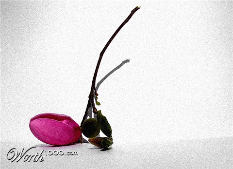 Photography by lilmart