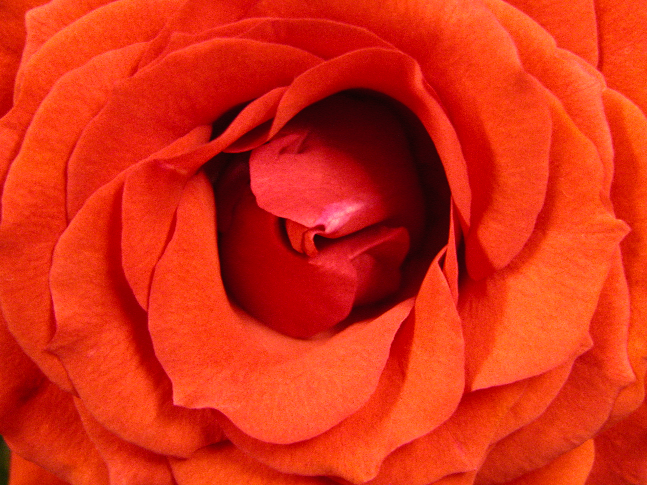 Photography by christelgrie for DesignCrowd (Community Contests) | Design #9066757