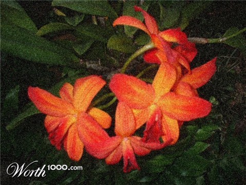 Photography by angel2kiss