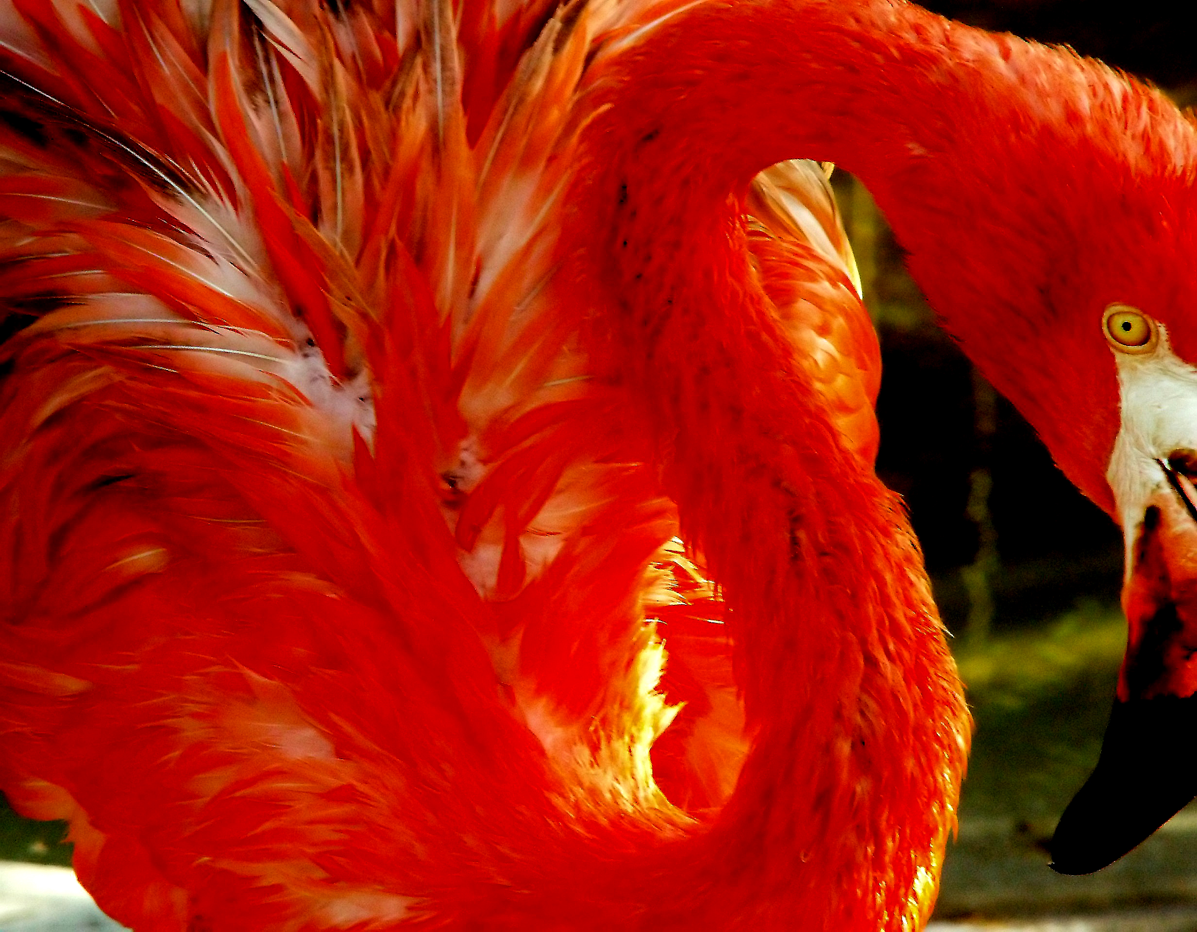 Photography by Ronbrandt for DesignCrowd (Community Contests) | Design #9066797