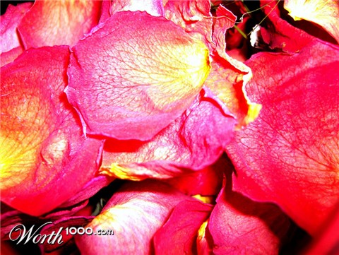 Photography by arielleashley