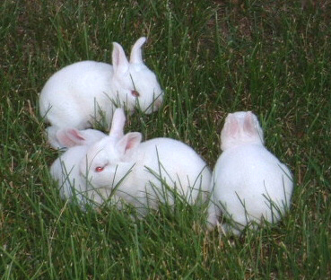 Fotografía por Flutterby para DesignCrowd (Community Contests) | Diseño #9066782