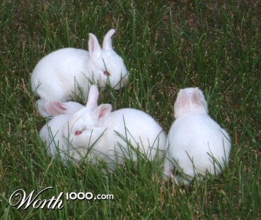 Photography by Flutterby