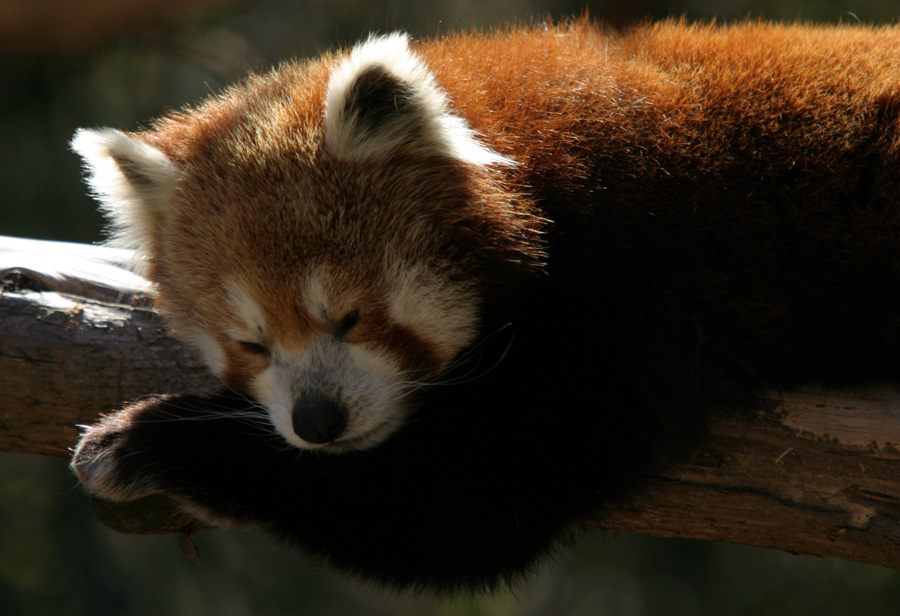 Photography by jiwasz for DesignCrowd (Community Contests) | Design #9066829