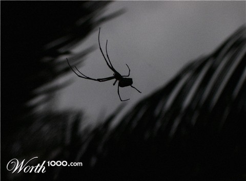 Photography by Scuzem