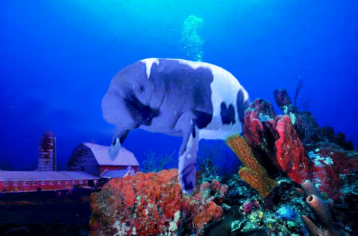 Photoshop Design by fowlball for DesignCrowd (Community Contests) | Design #9080005