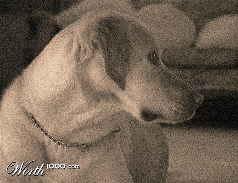 Photography by cats4dogs