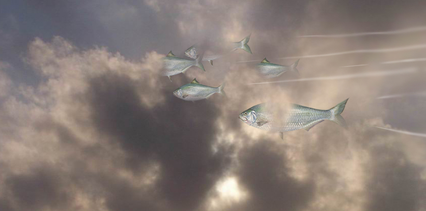 Photoshop Design by havelock for DesignCrowd (Community Contests) | Design #9068936