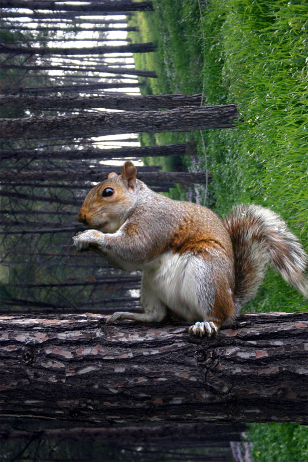 Photoshop Design by mayfae for DesignCrowd (Community Contests) | Design #9069100