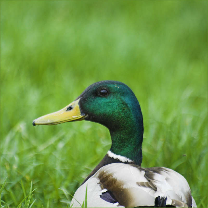 Fotografía por Johnny5 para DesignCrowd (Community Contests) | Diseño #9083980