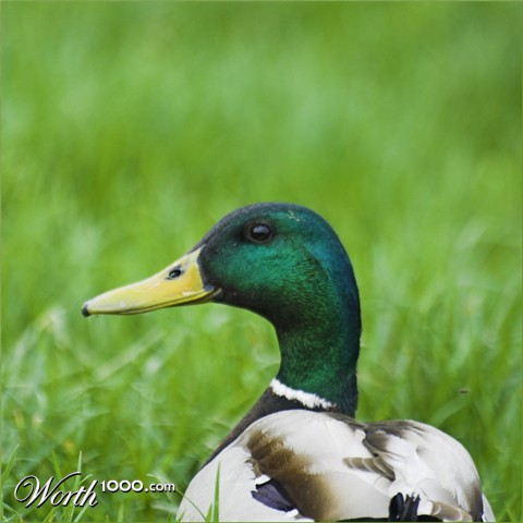 Photography by Johnny5