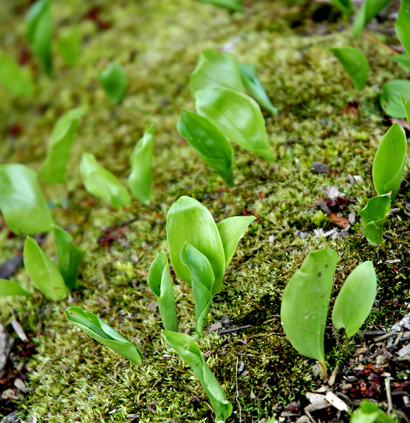 Fotografie von squeakers für DesignCrowd (Community Contests) | Design #9083985