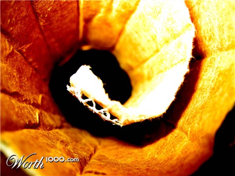 Photography by sophposh