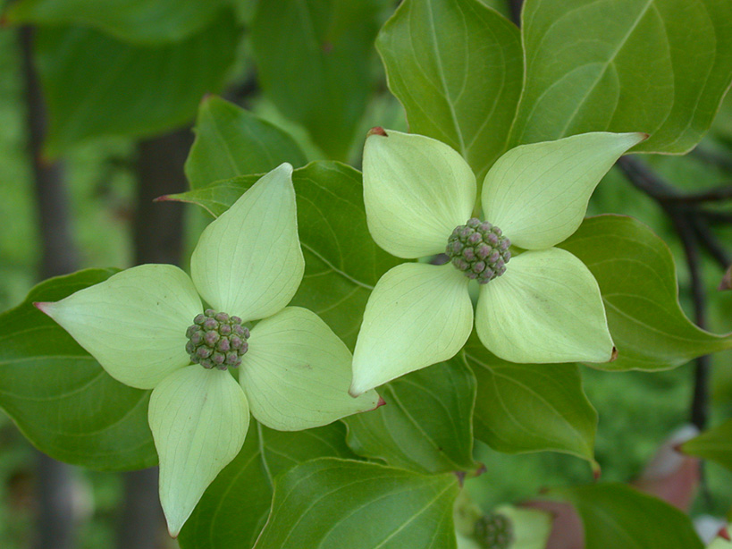 Photography by BBBastet for DesignCrowd (Community Contests) | Design #9084001