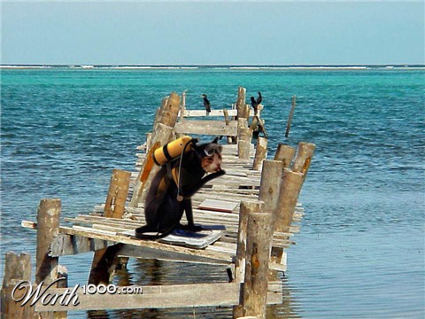 Photoshop Design by piccavet