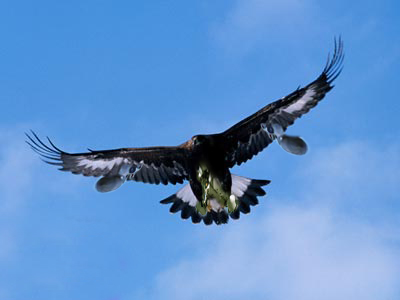 Photoshop Design by zuraldbay for DesignCrowd (Community Contests) | Design #9068751