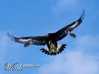 Photoshop Design by zuraldbay