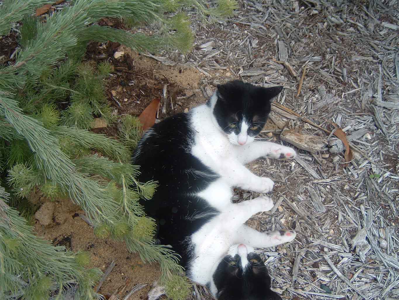 Photoshop-Design von Sanguis für DesignCrowd (Community Contests) | Design #9068302