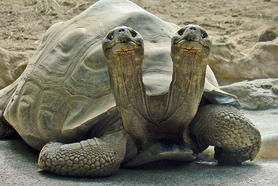 Photoshop Design by Loladiggles for DesignCrowd (Community Contests) | Design #9068304