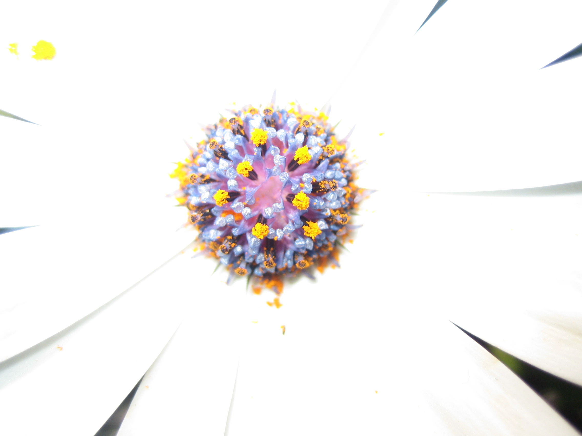 Photographie par sophposh pour DesignCrowd (Community Contests) | Design #9083514