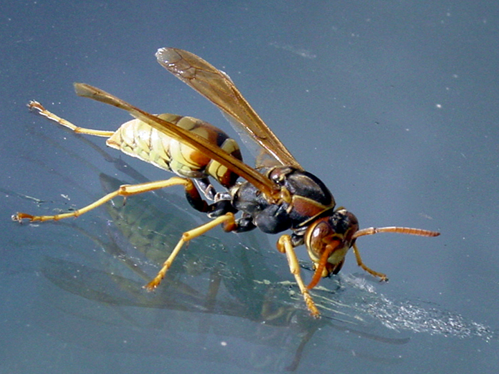 Fotografía por mysterio para DesignCrowd (Community Contests) | Diseño #9083506