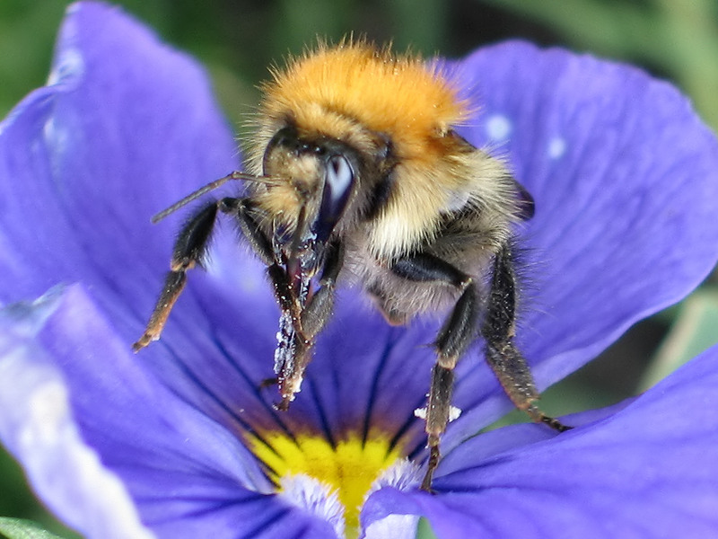 Photographie par Alnath pour DesignCrowd (Community Contests) | Design #9083528