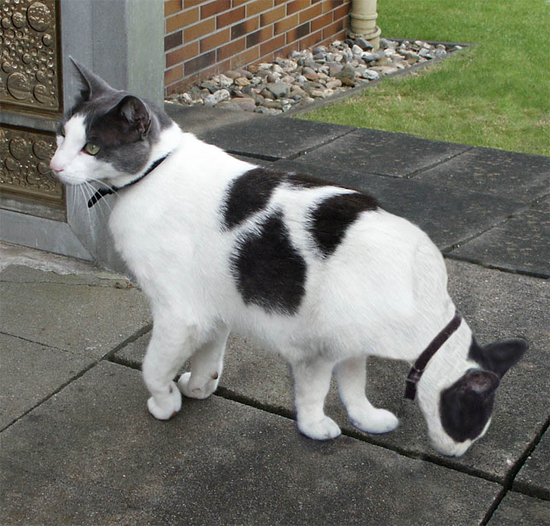 Design Photoshop par rothamdg pour DesignCrowd (Community Contests) | Design #9068345