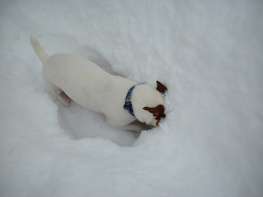 Photography by angel2kiss for DesignCrowd (Community Contests) | Design #9089183