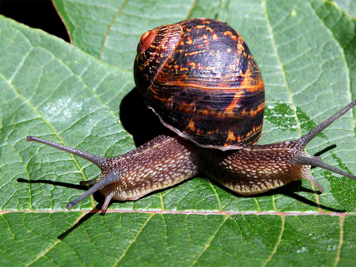 Diseño de Photoshop por TIOCHICO para DesignCrowd (Community Contests) | Diseño #9068377