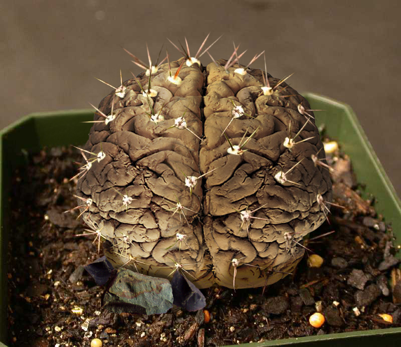 Photoshop-Design von Skorpion für DesignCrowd (Community Contests) | Design #9089389