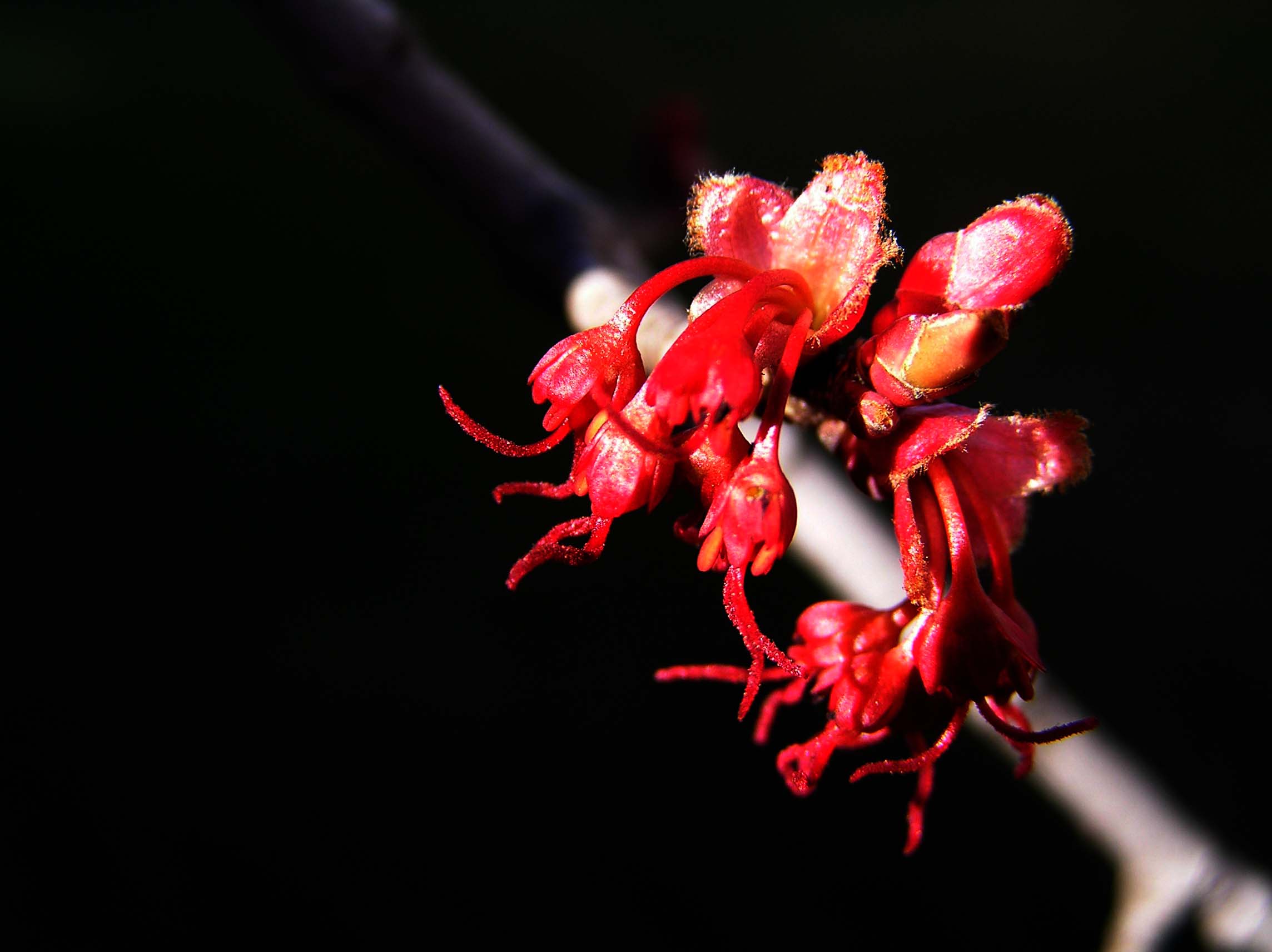 Fotografie von whitegold für DesignCrowd (Community Contests) | Design #9089193