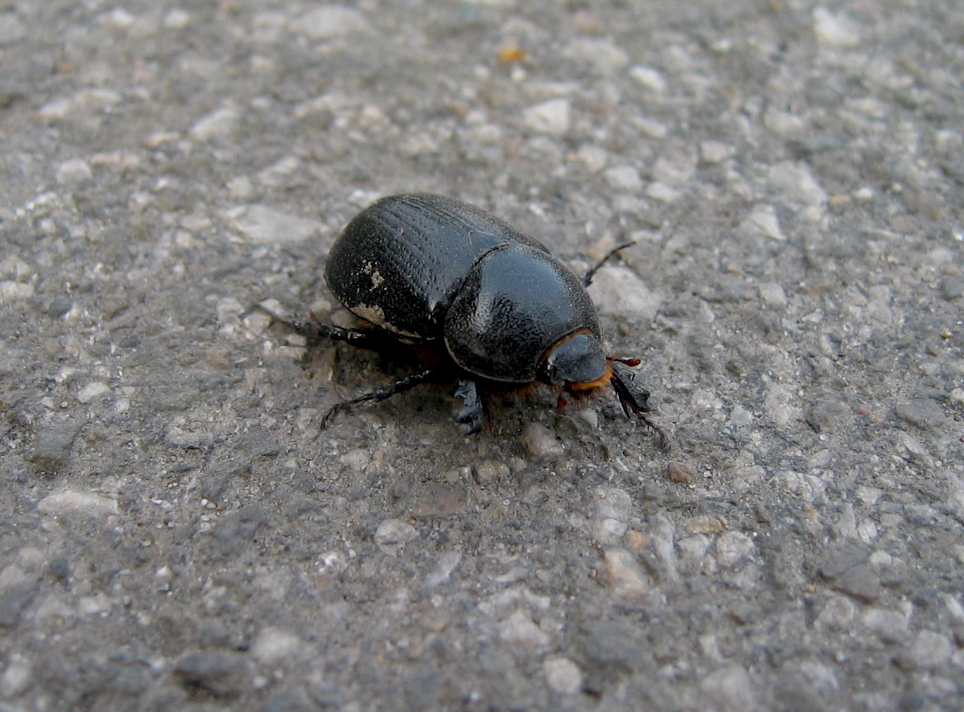 Fotografie von MrAdof für DesignCrowd (Community Contests) | Design #9083603