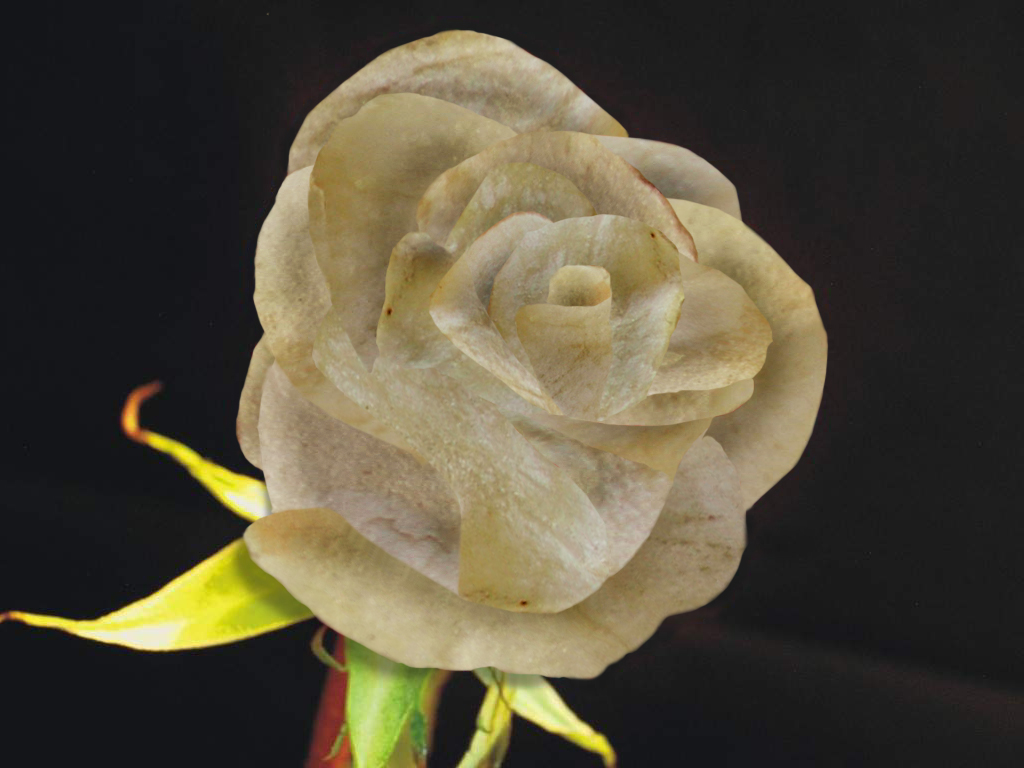 Photoshop Design by duragg for DesignCrowd (Community Contests) | Design #9089352