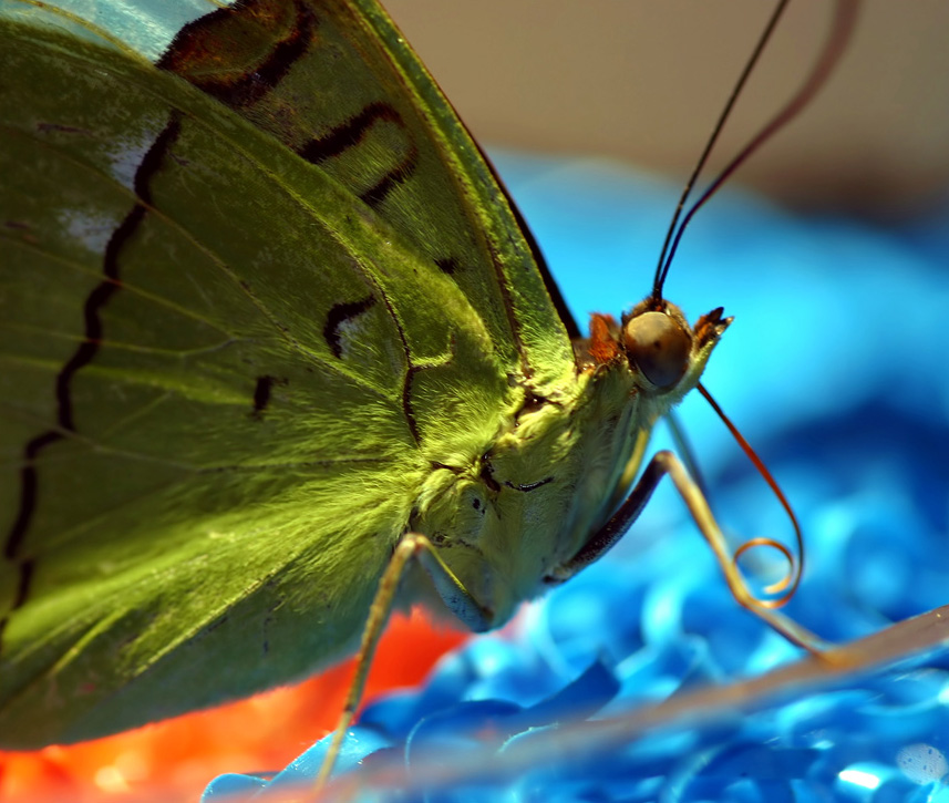 Photography by jiwasz for DesignCrowd (Community Contests) | Design #9083563