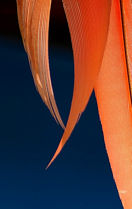 Photography by josephzl for DesignCrowd (Community Contests) | Design #9089229