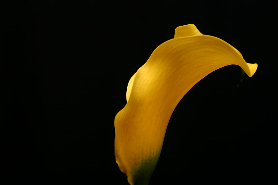 Photography by psyclone for DesignCrowd (Community Contests) | Design #9089220