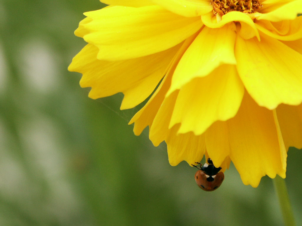 Fotografía por Pelican para DesignCrowd (Community Contests) | Diseño #9083560