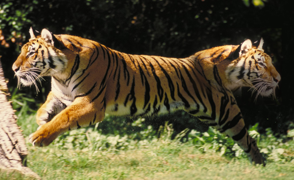 Photoshop Design by PabloMartinez for DesignCrowd (Community Contests) | Design #9068482