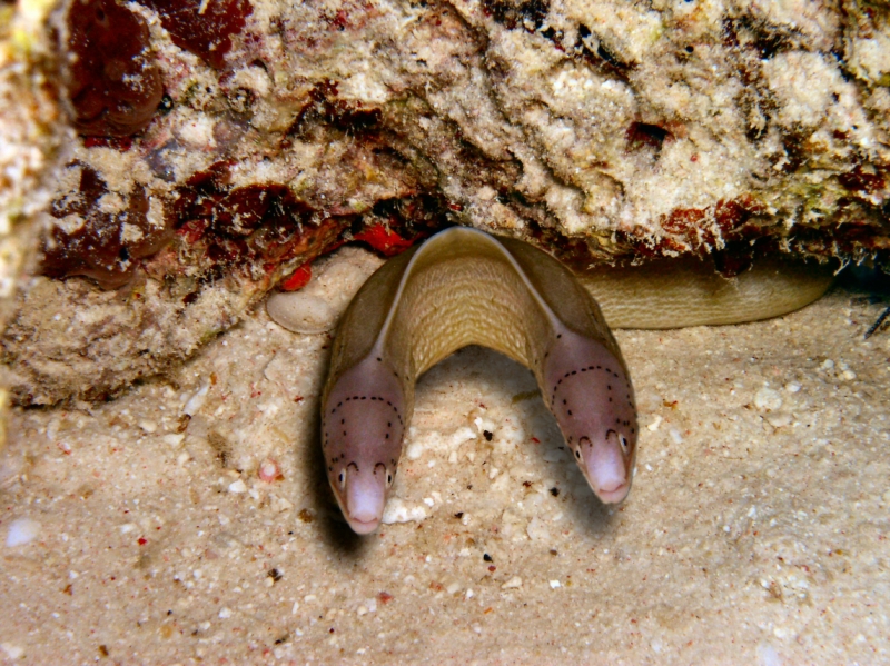 Diseño de Photoshop por Ericshots para DesignCrowd (Community Contests) | Diseño #9068406