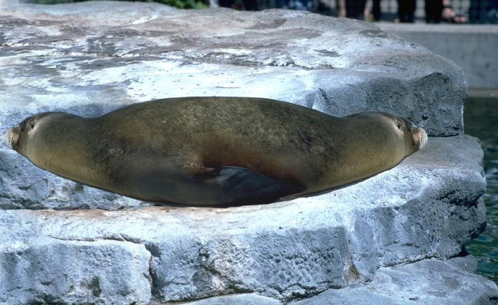 Photoshop-Design von philiater1 für DesignCrowd (Community Contests) | Design #9068462